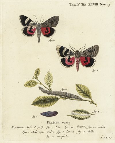 Falena Catocala pacta. Incisione a mano colorata su rame di Johann Carl Bock da Johann Carl Bock