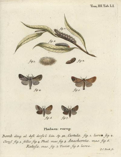 Falene con punta di cioccolato da Johann Carl Bock