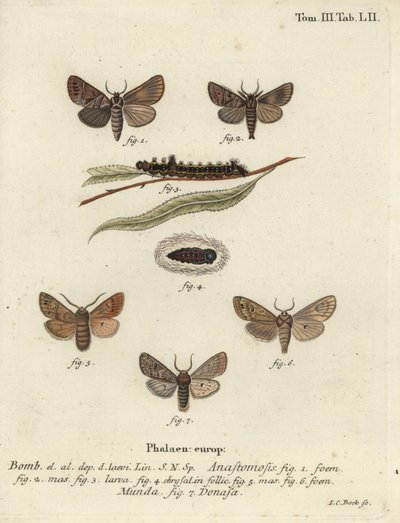 Clostera anastomosis e Nudaria mundana da Johann Carl Bock