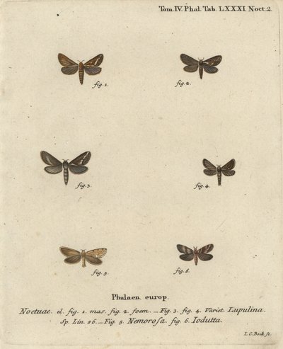 Falena comune, Korscheltellus lupulina, falena dorata, Phymatopus hecta, e Pharmacis carna. Incisione a mano colorata su rame di Johann Carl Bock dopo Die Schmetterlinge in Abbildungen nach der Natur di Eugenius Johann Christoph Esper, Erlangen da Johann Carl Bock