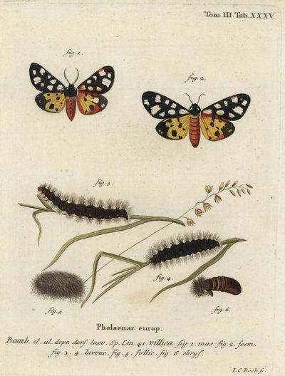 Falena tigre a macchie crema, Epicallia villica da Johann Carl Bock