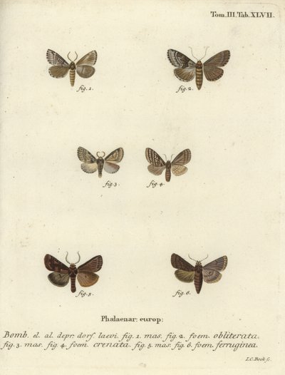 Conchiglia scura, marrone marmorizzato scuro e rustico marrone da Johann Carl Bock