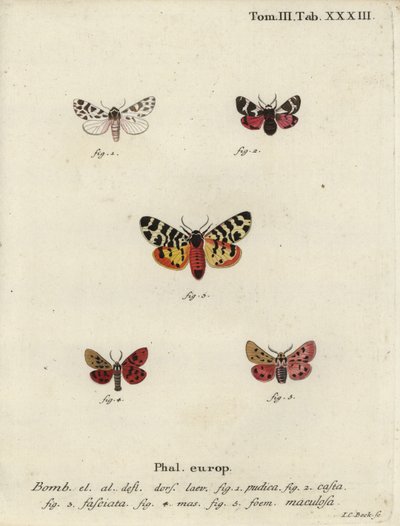Falene discrete e falene tigre da Johann Carl Bock