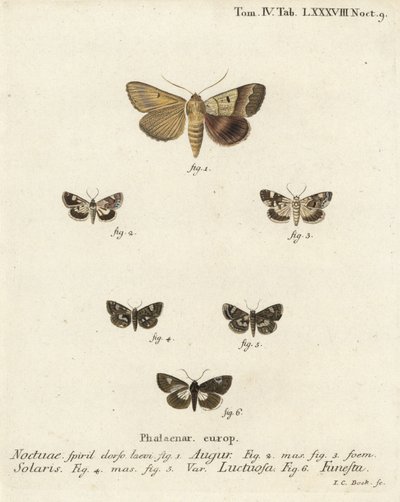 Graphiphora augur 1, Acontia lucida 2,3, Tyta luctuosa 4,5, e Aedia funesta 6. Incisione a mano colorata su rame di Johann Carl Bock dopo Die Schmetterlinge in Abbildungen nach della Natur di Eugenius Johann Christoph Esper da Johann Carl Bock