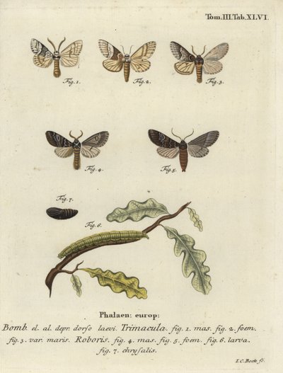 Falena Drymonia dodonaea da Johann Carl Bock
