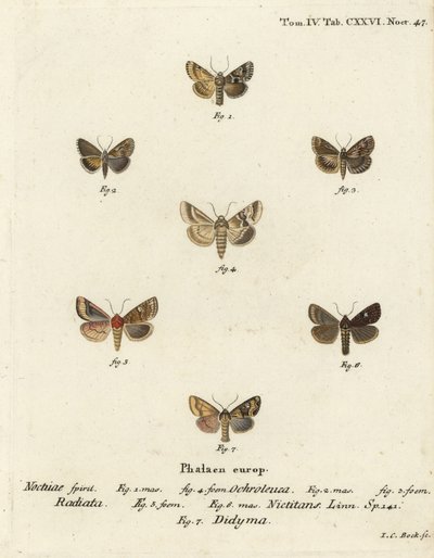 Falena scura, Eremobia ochroleuca 1,4, Cynaeda dentalis 2,3, falena dell