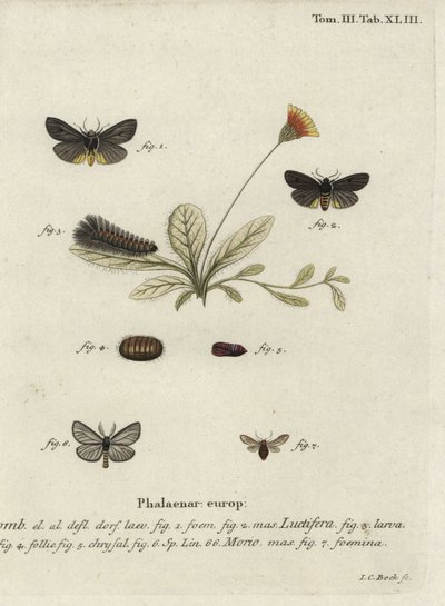 Epatolmis caesarea e Penthophera morio falene da Johann Carl Bock