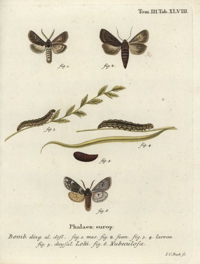 Falene gotiche piumate e Rannoch sprawler da Johann Carl Bock