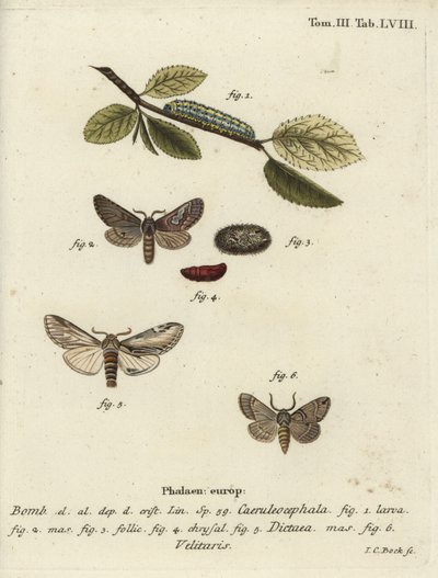 Figura di otto, rondine prominente e falena Drymonia velitaris da Johann Carl Bock