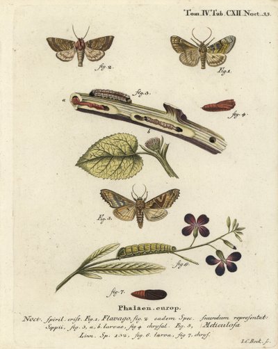 Falena arancione ghiacciata, Gortyna flavago, e sfumature angolari, Phlogophora meticulosa. Incisione a mano colorata su rame di Johann Carl Bock dopo Die Schmetterlinge in Abbildungen nach der Natur di Eugenius Johann Christoph Esper, Erlangen da Johann Carl Bock