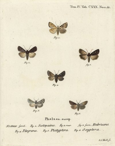 Dardo da giardino, Euxoa nigricans 1-3, Hadena filograna 4, broccato di antirrhinum, Calophasia platyptera 5, Simyra nervosa 6. Incisione su rame colorata a mano di Johann Carl Bock dopo Die Schmetterlinge in Abbildungen nach der Natur di Eugenius Johann C da Johann Carl Bock