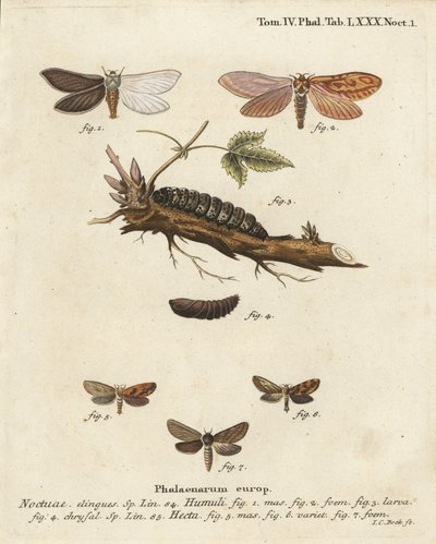 Falena fantasma, Hepialus humuli 1-4, e falena dorata, Phymatopus hecta 5-7. Incisione su rame colorata a mano di Johann Carl Bock dopo Die Schmetterlinge in Abbildungen nach der Natur di Eugenius Johann Christoph Esper, Erlangen da Johann Carl Bock