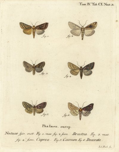 Spilla d