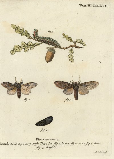 Grande prominente, Peridea anceps da Johann Carl Bock