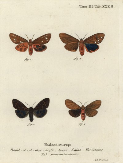 Varietà di falena tigre grande, Arctia caja da Johann Carl Bock