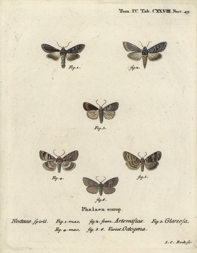 Squalo verde argentato, Cucullia argentea 1,2, rustico autunnale, Eugnorisma glareosa 4, figura di ottanta, Tethea ocularis 4-6. Incisione a mano colorata a rame di Johann Carl Bock dopo Die Schmetterlinge in Abbildun di Eugenius Johann Christoph Esper da Johann Carl Bock
