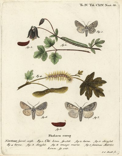 Grigio chi, Antitype chi e falena del sicomoro, Acronicta aceris. Incisione a mano colorata su rame di Johann Carl Bock dopo Die Schmetterlinge in Abbildungen nach der Natur di Eugenius Johann Christoph Esper, Erlangen da Johann Carl Bock