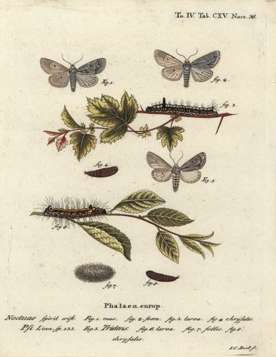 Acronicta psi 1-4, e Acronicta tridens 5-8. Incisione a mano colorata su rame di Johann Carl Bock dopo Die Schmetterlinge in Abbildungen nach der Natur di Eugenius Johann Christoph Esper, Erlangen da Johann Carl Bock