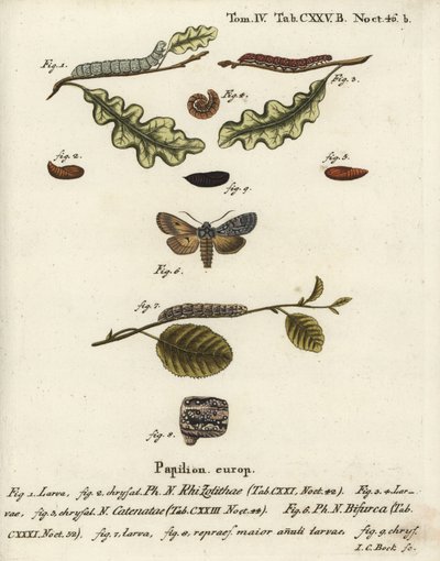 Nodo grigio, Lithophane ornitopus 1,2, castagna arricciata, Agrochola helvola 3-5, conformista, Lithophane furcifera 6-9. Incisione a mano colorata a rame di Johann Carl Bock dopo Die Schmetterlinge in Abbildungen n di Eugenius Johann Christoph Esper da Johann Carl Bock