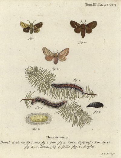 Falena del suolo, Malacosoma castrense da Johann Carl Bock