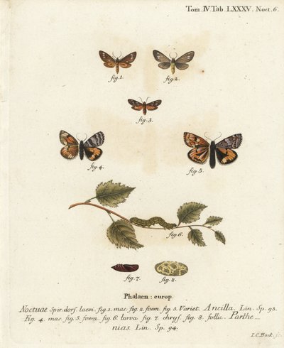 Falena ancella, Dysauxes ancilla 1-3, e ala arancione, Archiearis parthenias 4-8. Incisione a mano colorata su rame di Johann Carl Bock da Johann Carl Bock