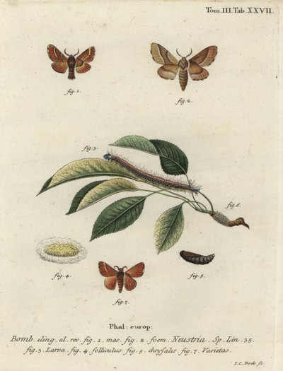 Falena Lackey, Malacosoma neustria da Johann Carl Bock