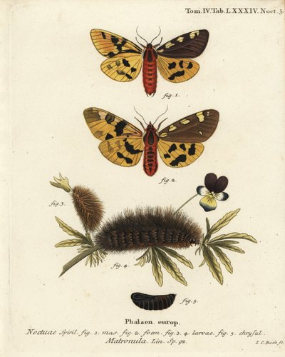 Grande falena tigre, maschio e femmina, Pericallia matronula. Incisione a mano colorata su rame di Johann Carl Bock dopo Die Schmetterlinge in Abbildungen nach der Natur di Eugenius Johann Christoph Esper, Erlangen da Johann Carl Bock