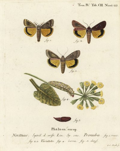 Grande falena gialla, Noctua pronuba, e varietà. Incisione a mano colorata su rame di Johann Carl Bock dopo Die Schmetterlinge in Abbildungen nach der Natur di Eugenius Johann Christoph Esper, Erlangen da Johann Carl Bock