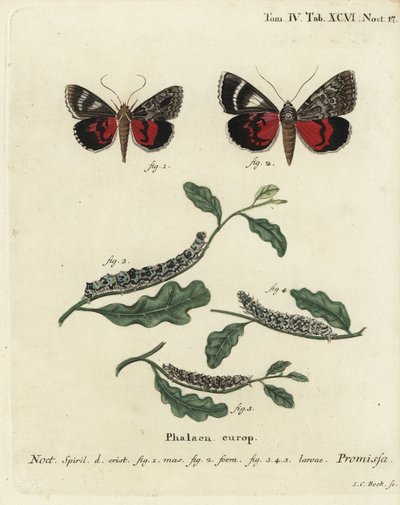 Falena rosso chiaro, Catocala promissa. Incisione a mano colorata su rame di Johann Carl Bock dopo Die Schmetterlinge in Abbildungen nach der Natur di Eugenius Johann Christoph Esper, Erlangen da Johann Carl Bock