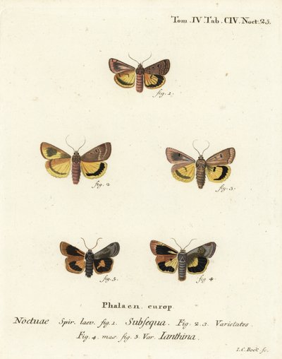 Falena gialla lunare, Noctua orbona 1, e falena gialla a bordo stretto o falena gialla di Langmaid, Noctua janthina 2-5. Incisione su rame colorata a mano di Johann Carl Bock dopo Die Schmetterlinge in Abbildungen nach der Natur di Eugenius Johann Christop da Johann Carl Bock