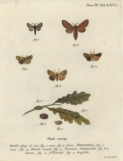 Falena Malacosoma franconicum e festone, Apoda limacodes da Johann Carl Bock
