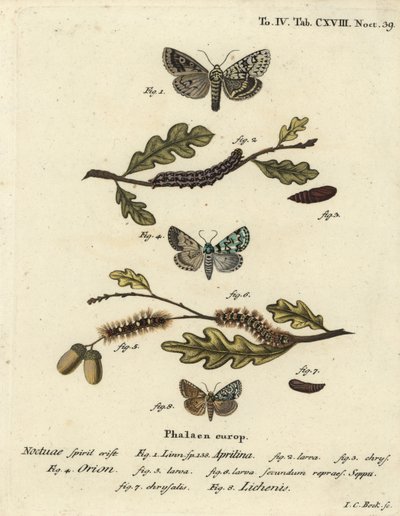 Dichonia aprilina 1-4, Moma alpium 5-7, e Cryphia muralis 8. Incisione a mano colorata su rame di Johann Carl Bock dopo Die Schmetterlinge in Abbildungen nach della Natur di Eugenius Johann Christoph Esper da Johann Carl Bock