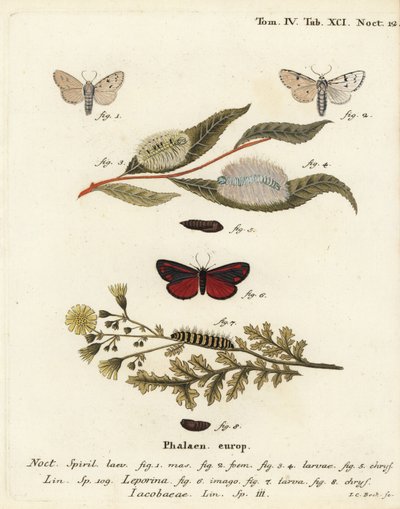 Falena mugnaio, Acronicta leporina 1-5, e falena cinabro, Tyria jacobaeae 6-8. Incisione a mano colorata su rame di Johann Carl Bock da Johann Carl Bock