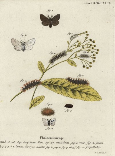 Falena di mussola, Diaphora mendica da Johann Carl Bock