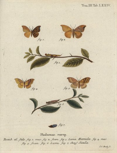 Falena gancio di quercia e gancio barrato da Johann Carl Bock