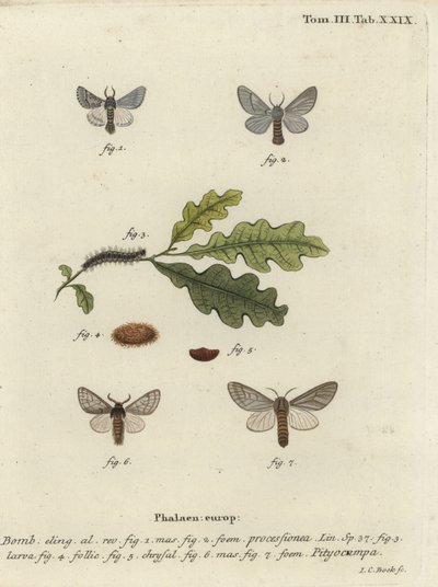 Falena processionaria della quercia, Thaumetopoea processionea da Johann Carl Bock