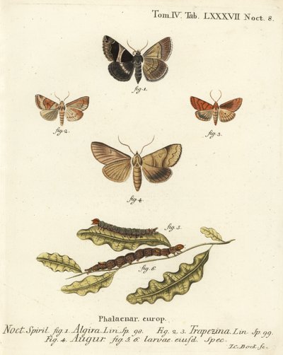 Falena passeggera, Dysgonia algira, dun-bar, Cosmia trapezina, doppia freccia o indovino, Graphiphora augur, larve. Incisione a mano colorata su rame di Johann Carl Bock dopo Die Schmetterlinge in Abbildungen nach der Natur di Eugenius Johann Christoph Esp da Johann Carl Bock