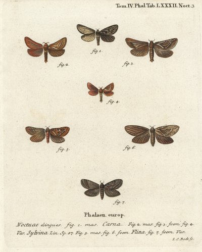 Pharmacis carna 2-4, ala arancione, Triodia sylvina 5,6, e ala d