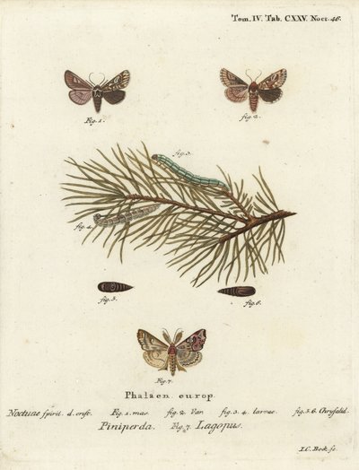 Bellezza del pino, Panolis flammea 1-6, e falena latina, Callopistria juventina 7. Incisione a mano colorata su rame di Johann Carl Bock da Johann Carl Bock