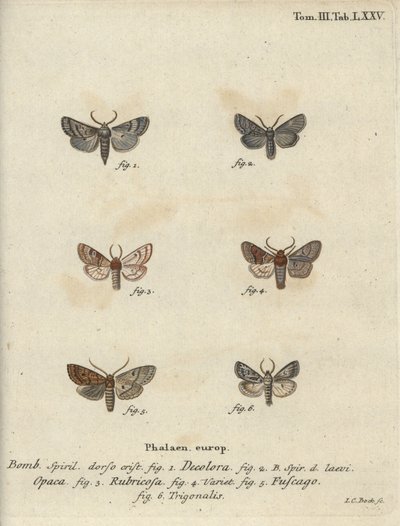 Falena polverosa, castagna rossa, falena di mattoni, ecc. da Johann Carl Bock