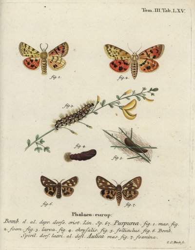 Falena tigre viola e falena tigre marrone da Johann Carl Bock