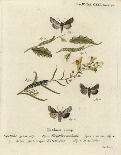 Conistra erythrocephala 1-4, Calophasia lunula 5 e Lithophane ornitopus 6. Incisione a mano colorata su rame di Johann Carl Bock dopo Die Schmetterlinge in Abb di Eugenius Johann Christoph Esper da Johann Carl Bock