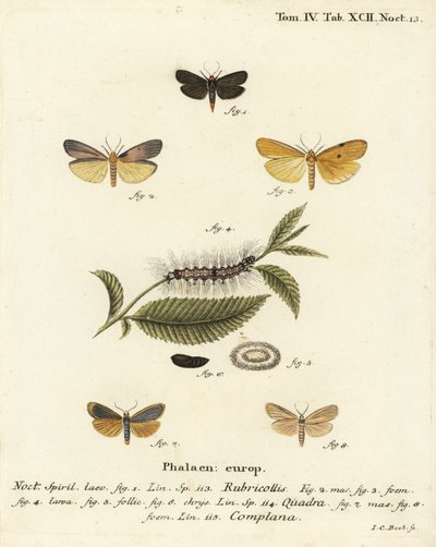 Falena dal collo rosso, Atolmis rubricollis 1, falena a quattro macchie, Lithosia quadra 2-6, e falena buffa, Katha depressa 7,9. Incisione su rame colorata a mano di Johann Carl Bock dopo Die Schmetterlinge in Abbildungen nach der Natur di Eugenius Johann da Johann Carl Bock
