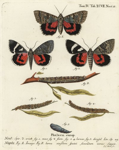 Catocala nupta. Incisione a mano colorata su rame di Johann Carl Bock dopo Die Schmetterlinge in Abbildungen nach der Natur di Eugenius Johann Christoph Esper, Erlangen da Johann Carl Bock