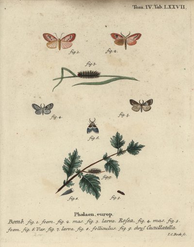 Falena rosata e falena dal mantello corto da Johann Carl Bock
