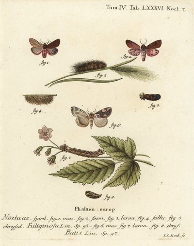 Phragmatobia fuliginosa 1-5, e Thyatira batis 6-8. Incisione a mano colorata su rame di Johann Carl Bock dopo Die Schmetterlinge in Abbildungen nach della Natur di Eugenius Johann Christoph Esper, Erlangen da Johann Carl Bock