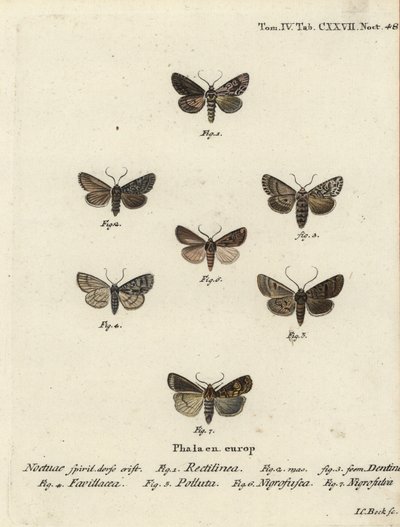 Ipparco rettilineo, Hyppa rectilinea 1, falena delle cesoie, Hada plebeja 2,3, pugnale di palude, Acronicta strigosa 4, pinione macchiato di marrone, Agrochola litura 5, dardo a linea bianca, Euxoa nigrofusca 6, Opigena polygona 7. Incisione a mano colorat da Johann Carl Bock