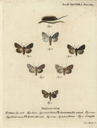 Pugnale raro, Acronicta auricoma 1-3, falena del sicomoro, Acronicta aceris, falena della noce moscata 4,5, Hadula trifolii 6 e corona variata, Hadena compta 7. Incisione a mano colorata a rame di Johann Carl Bock dopo Die Schmetterling di Eugenius Johann  da Johann Carl Bock