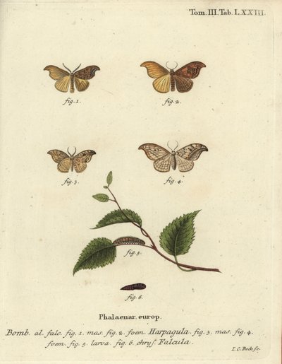 Falena uncino rara e falena uncino ciottolosa da Johann Carl Bock
