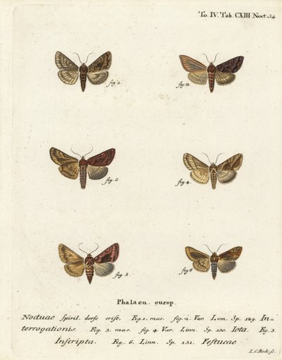 Scarsa argento Y, Syngrapha interrogationis, Y dorato semplice, Autographa jota, macchia d